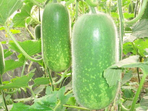 免费吃瓜图片大全,趣味横生的视觉盛宴 第2张 免费吃瓜图片大全,趣味横生的视觉盛宴 第2张